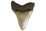 Serrated, Fossil Megalodon Tooth - North Carolina #160503-1